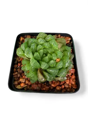Haworthia Cooperi "Cushion Aloe" 8cmPot