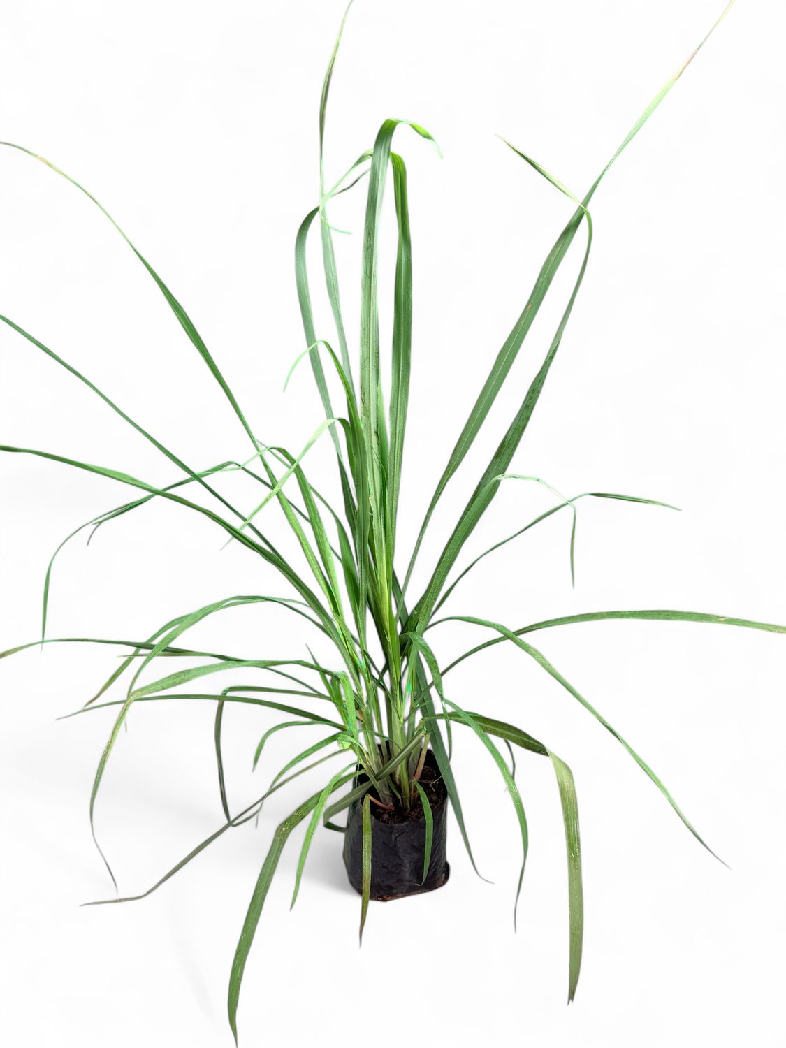 Cymbopogon Citratus "Lemon Grass" 2.5Liter