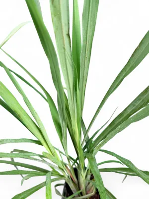 Cymbopogon Citratus "Lemon Grass" 2.5Liter