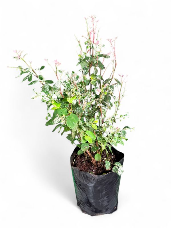 Breynia Nivosa "White Icecream Bush" 10Liter