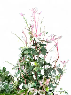 Breynia Nivosa "White Icecream Bush" 10Liter