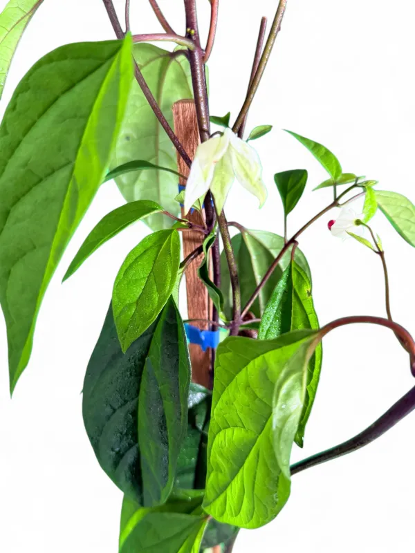 Clerodendrum Thomsoniae "Bleeding Heart Vine" 10Liter