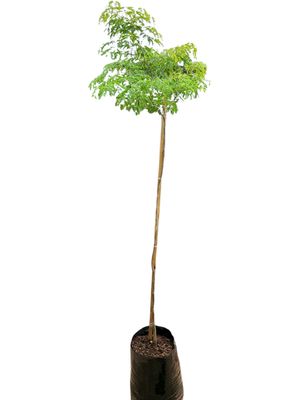 Leopard Tree 40L (Caesalpinia ferrea)