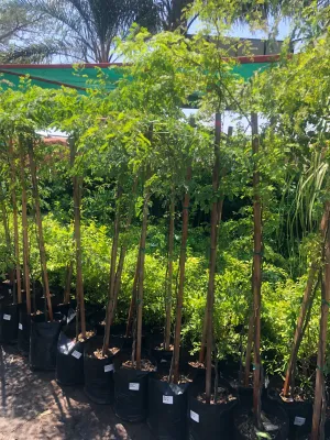 Caesalpinia Ferrea "Leopard Tree" 40Liter