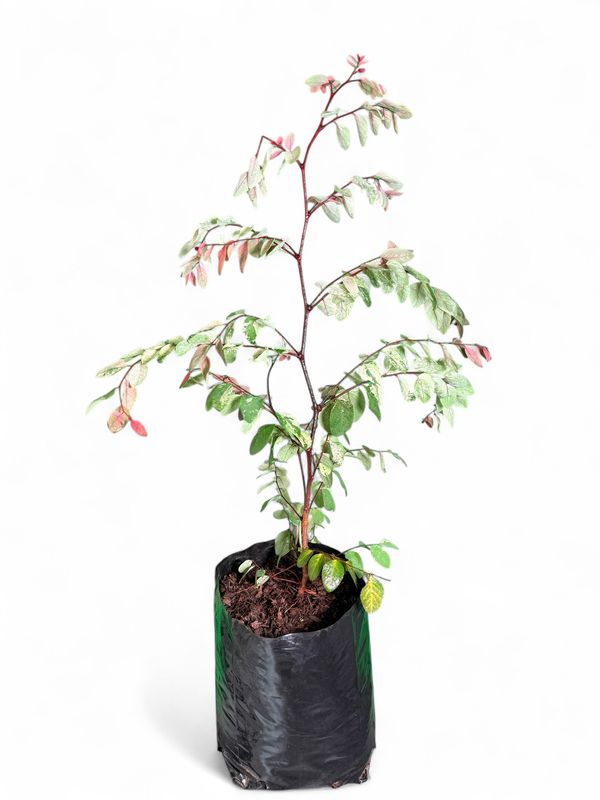 Breynia Nivosa "Pink Icecream Bush" 10Liter