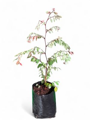 Breynia Nivosa "Pink Icecream Bush" 10Liter