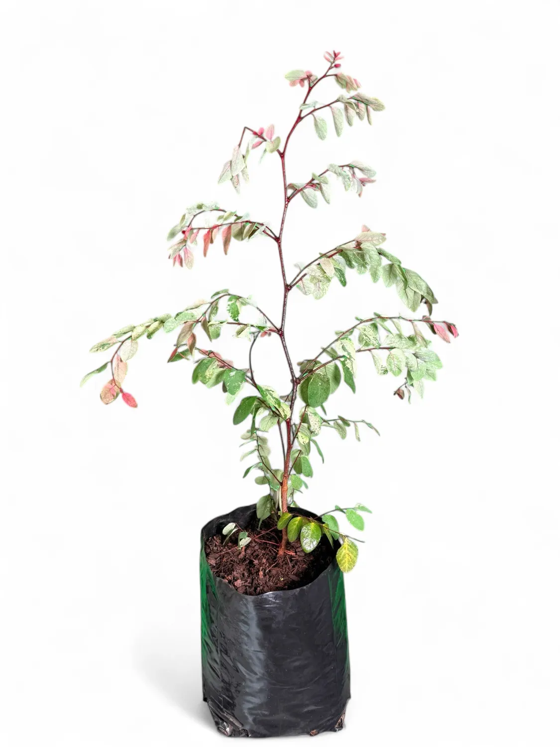 Breynia Nivosa "Pink Ice Cream Bush" 10Liter