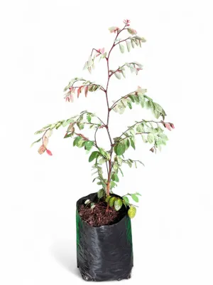 Breynia Nivosa "Pink Icecream Bush" 10Liter