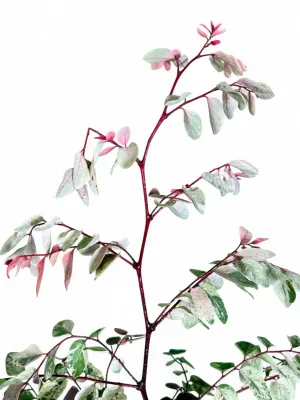 Breynia Nivosa Roseopicta "Pink Ice Cream Bush" 10Liter