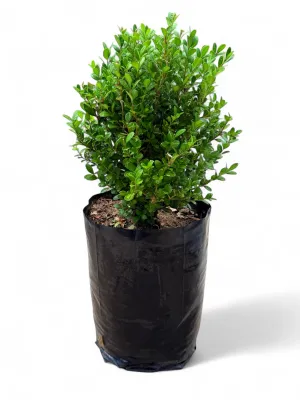 Buxus Faulkner 10 Liter