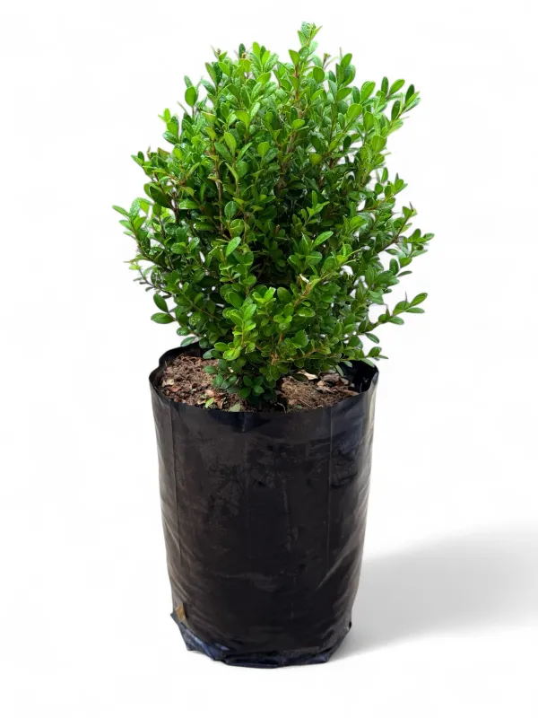 Buxus Faulkner 10 Liter