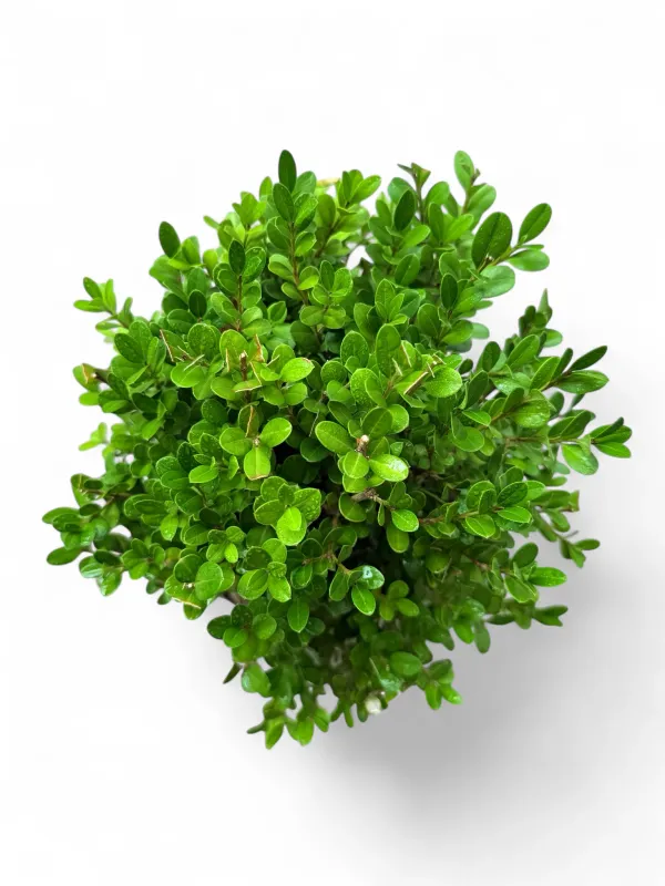 Buxus Faulkner "Faulkner Boxwood" 10Liter