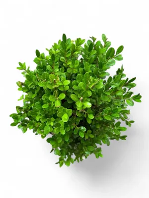 Buxus Faulkner "Faulkner Boxwood" 10Liter