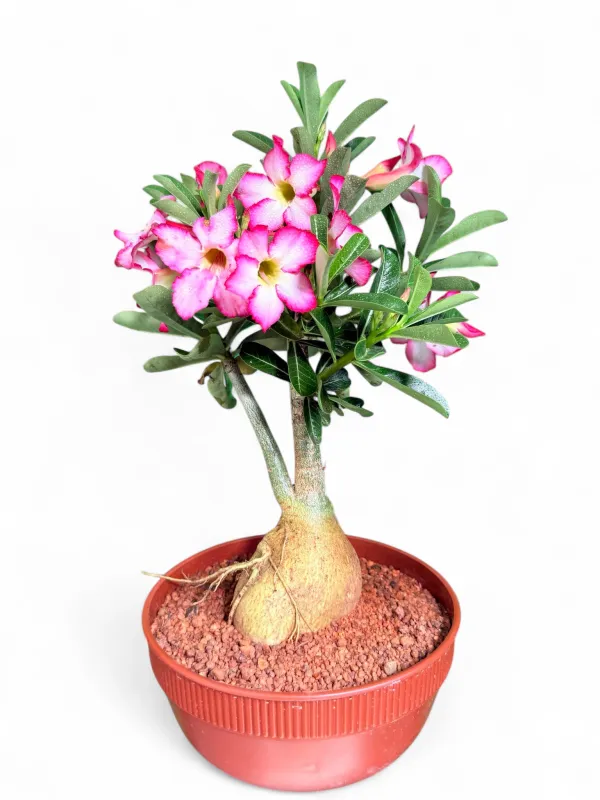 Adenium Multiforum "Impala Lilly Pink"
