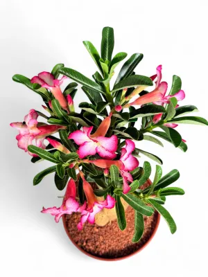 Adenium Multiflorum "Impala Lilly Pink"