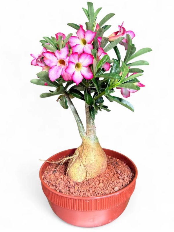 Adenium Multiflorum "Impala Lilly Pink"