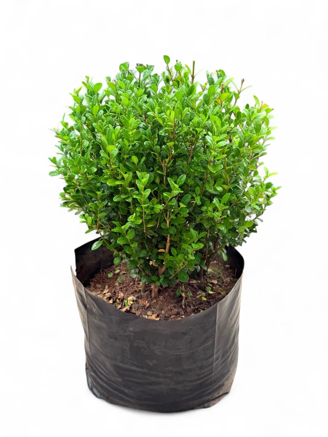 Buxus Faulkner 15 Liter