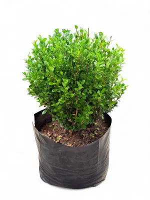 Buxus Faulkner 15 Liter