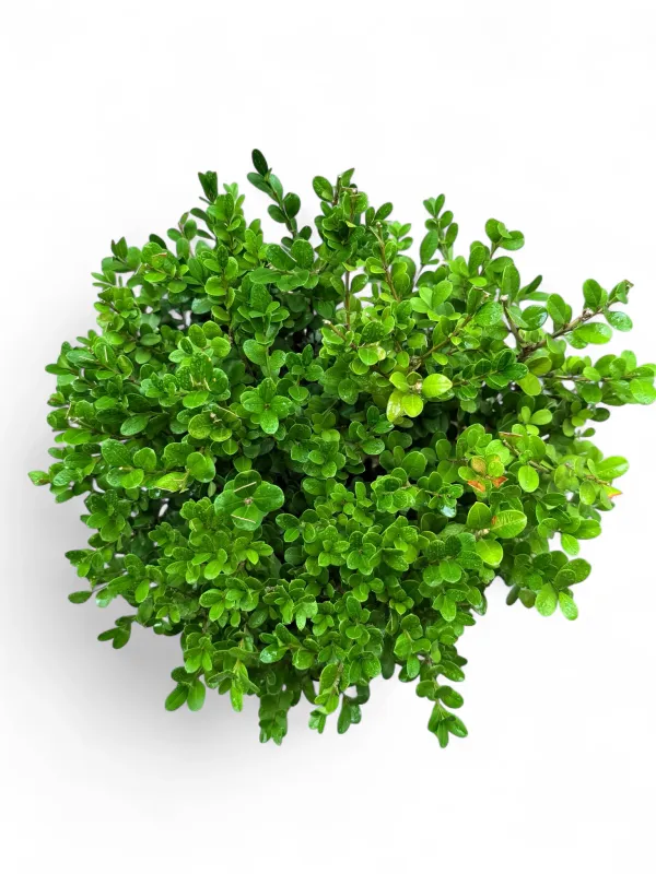 Buxus Faulkner "Faulkner Boxwood" 15Liter