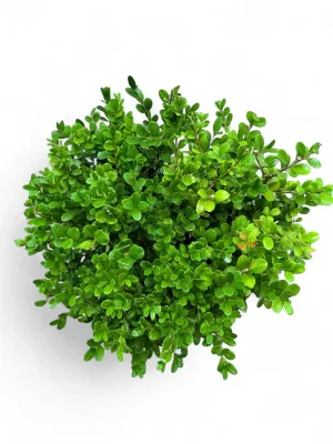 Buxus Faulkner "Faulkner Boxwood" 15Liter