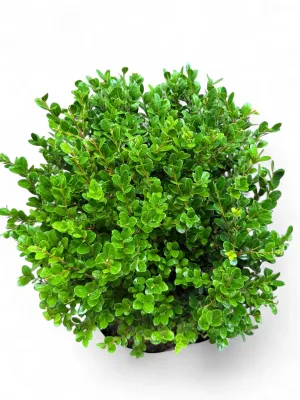 Buxus Faulkner "Faulkner Boxwood" 30Liter