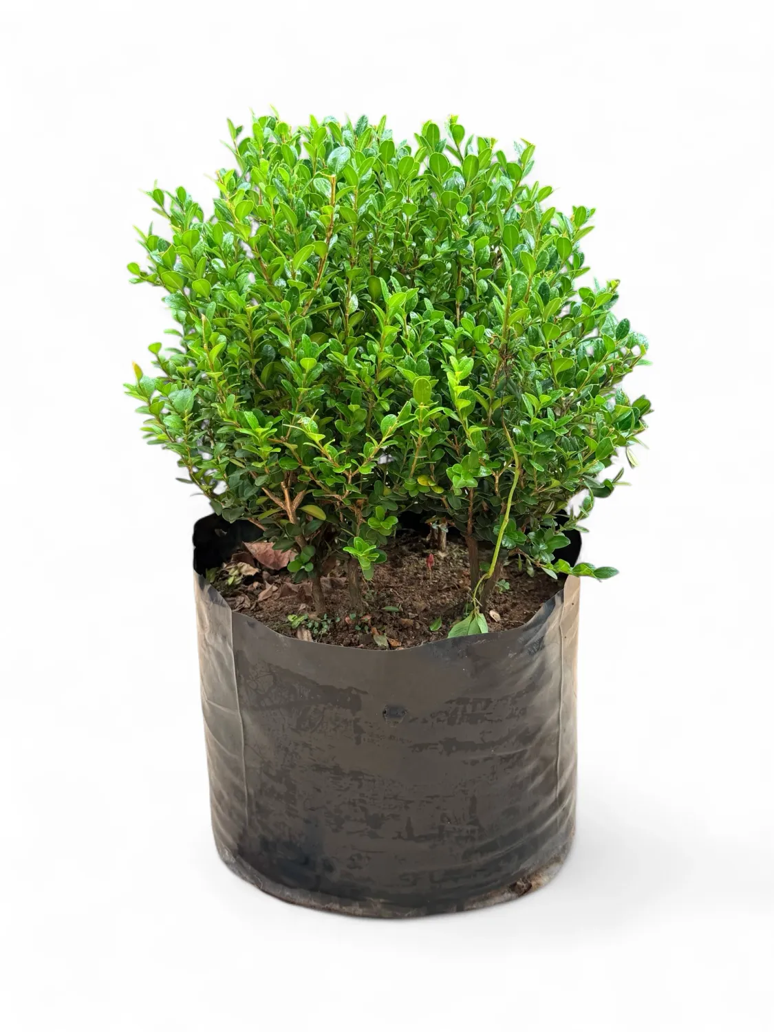 Buxus Faulkner 30 Liter