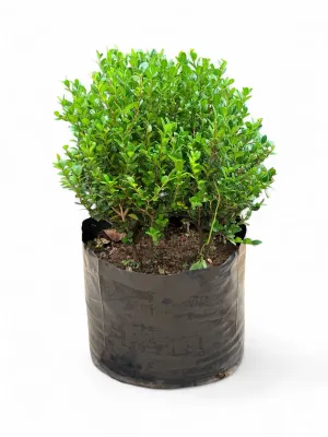 Buxus Faulkner 30 Liter