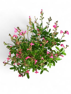 Salvia Mirage Pink 17cm Pot