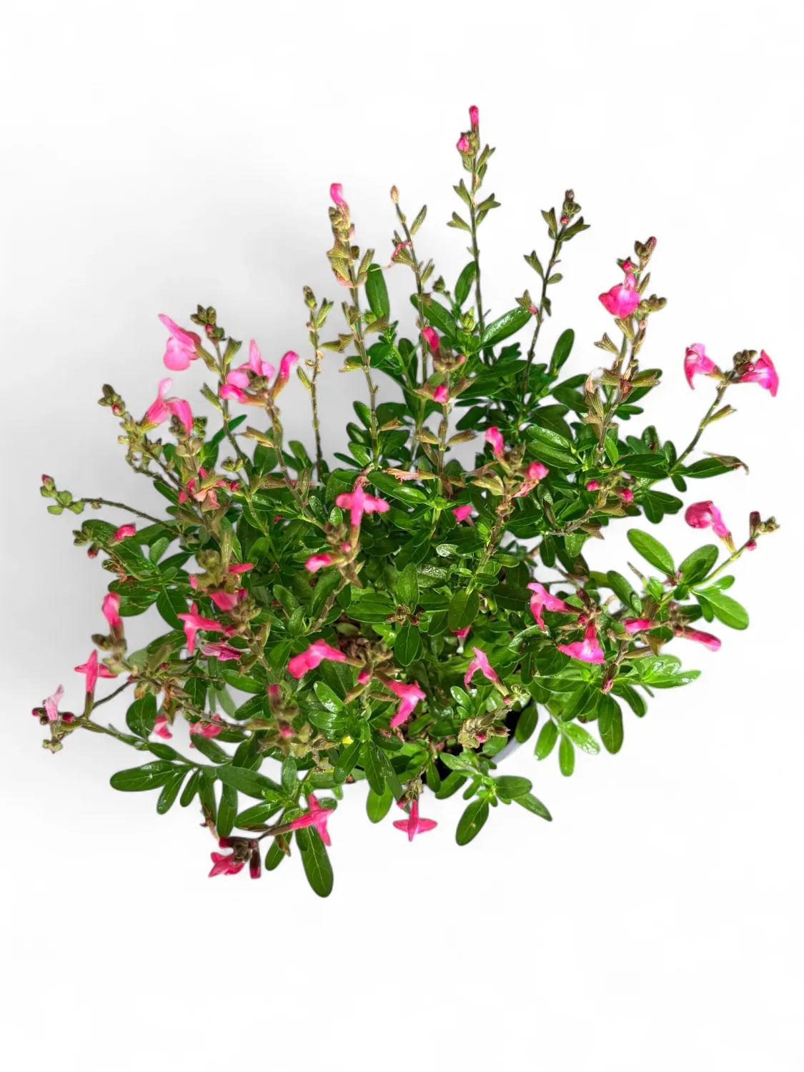 Salvia Mirage Pink 17cm Pot