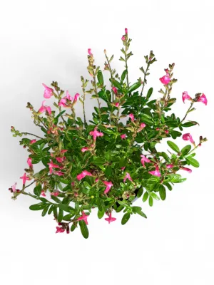 Salvia Mirage Pink 17cm Pot