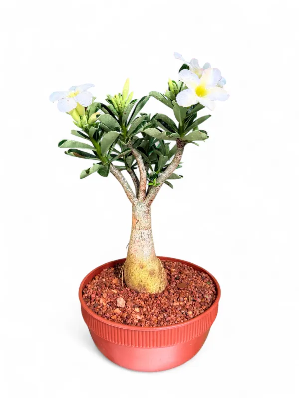 Adenium Multiforum "Impala Lilly Snow White"