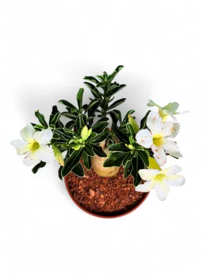 Adenium Multiforum "Impala Lilly Snow White"