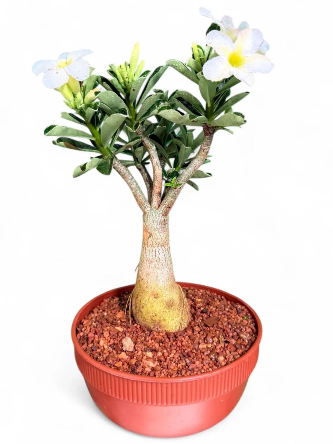 Adenium Multiforum "Impala Lilly Snow White"