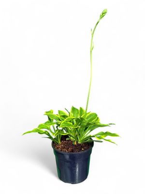 Hosta Golden Wing 14cm