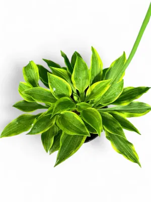 Hosta Golden Wing "Shade Lily" 14cmPot