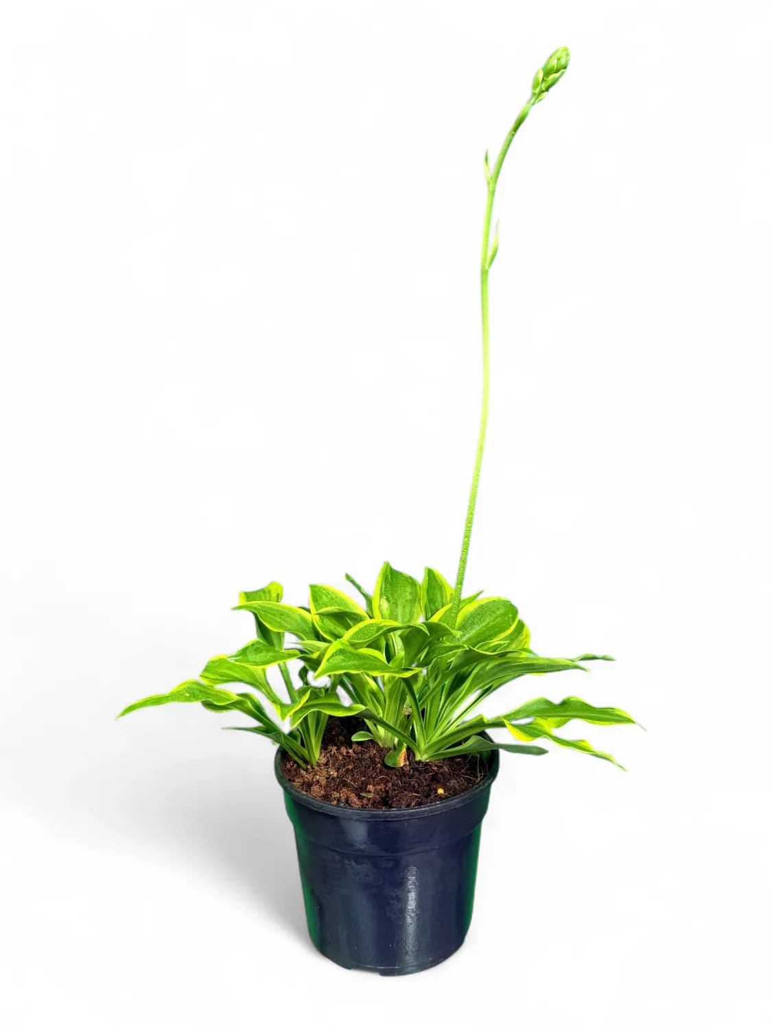 Hosta Golden Wing 14cm