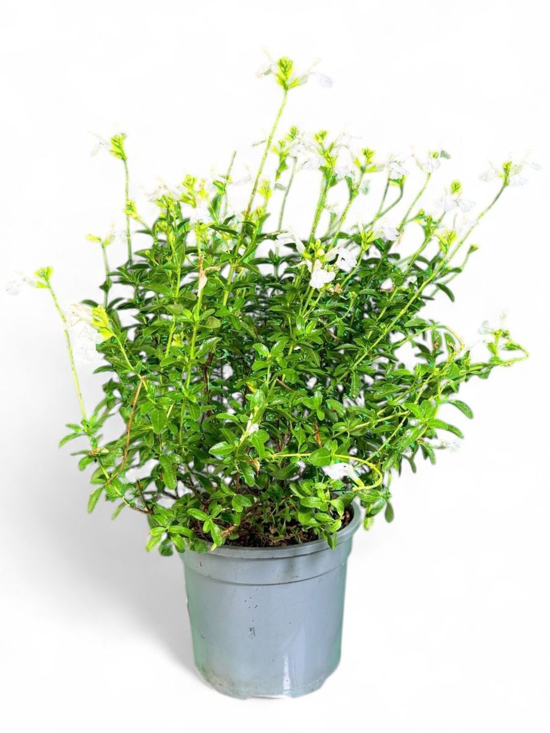 Salvia Mirage White 17cm Pot