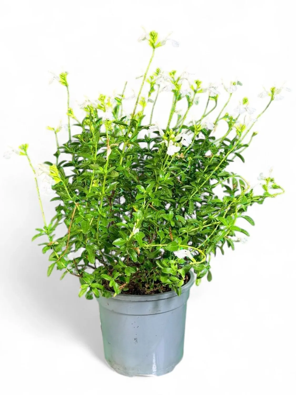 Salvia Mirage White 17cm Pot