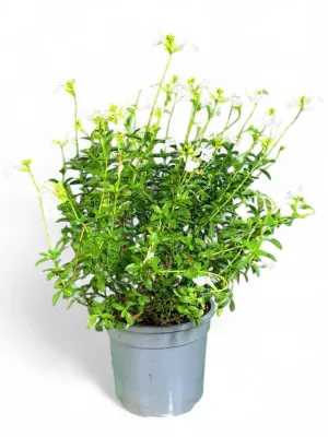 Salvia Mirage White 17cm Pot