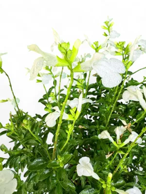 Salvia Splendens "Mirage White" 17cmPot