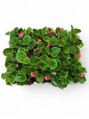 Begonia Green Leaf "Pink" 30Pack