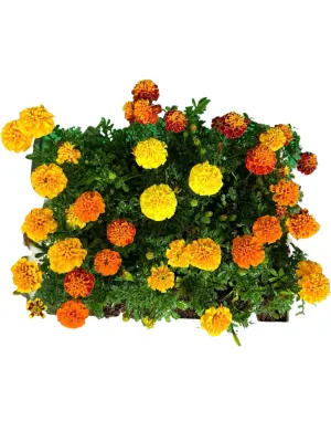Marigold Durango "Mix" Seedlings 30 Pack