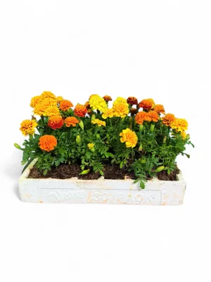 Marigold Durango "Mix" Seedlings 30 Pack