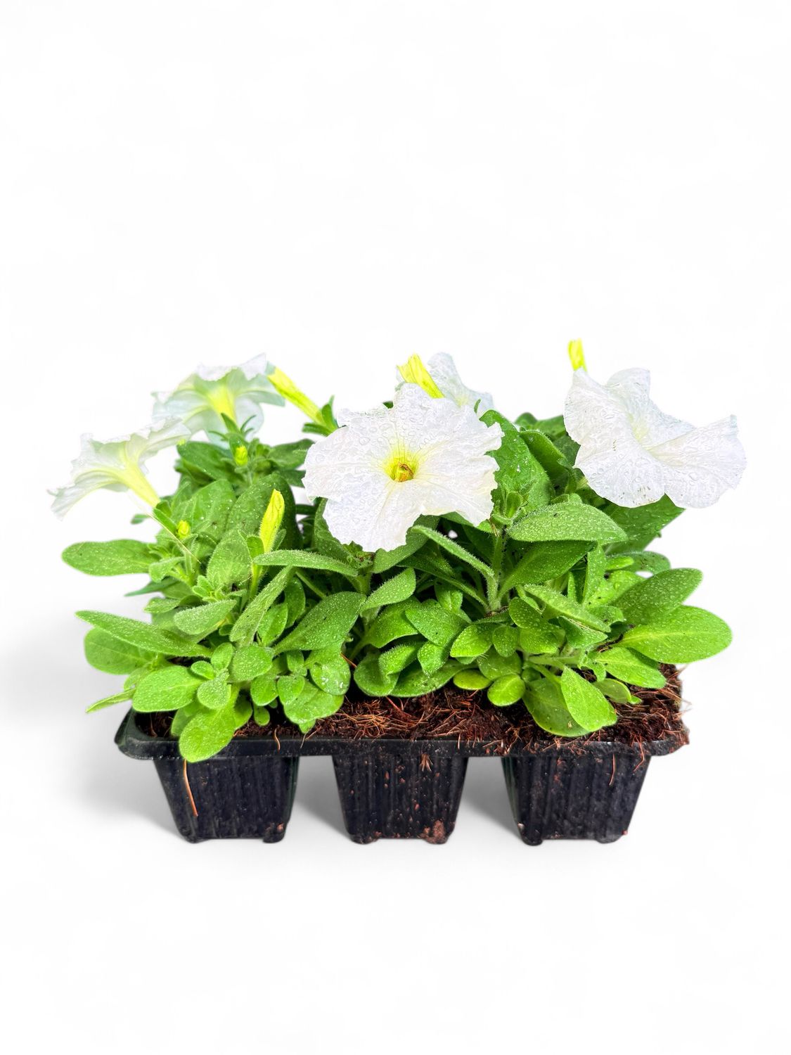 Petunia Multiflora "White" 6 Pack