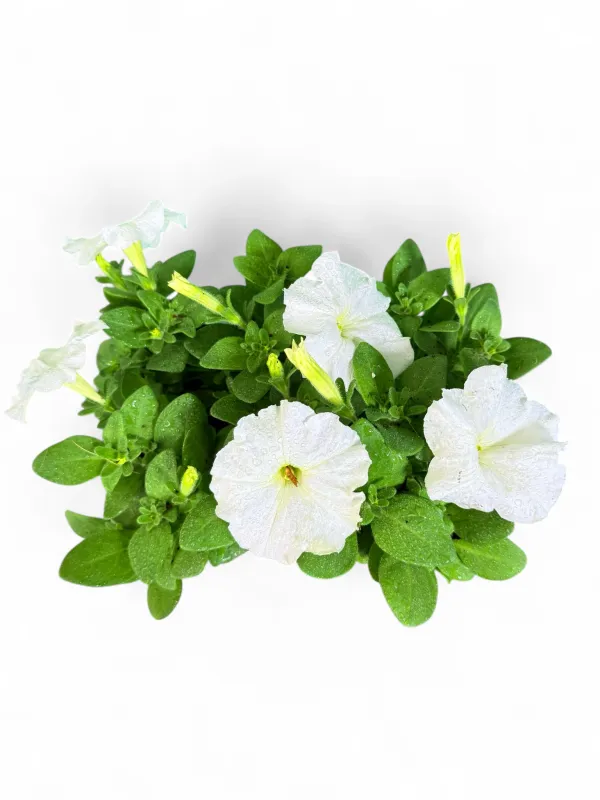 Petunia Multiflora "White" 6 Pack