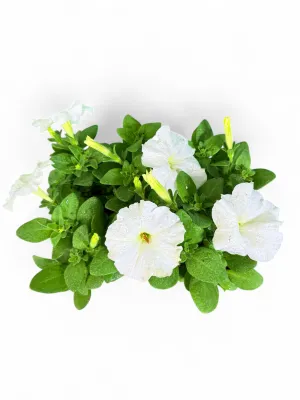 Petunia Multiflora "White" 6 Pack