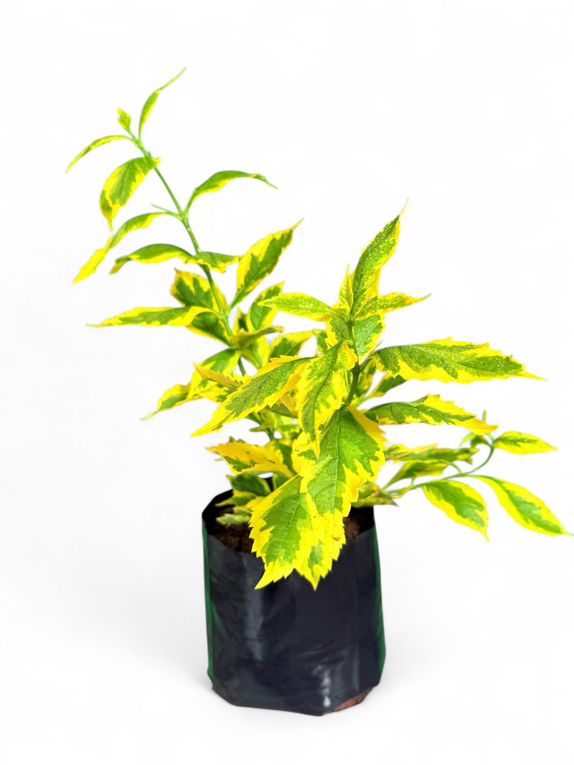 Duranta Gold Mine 2.5Liter