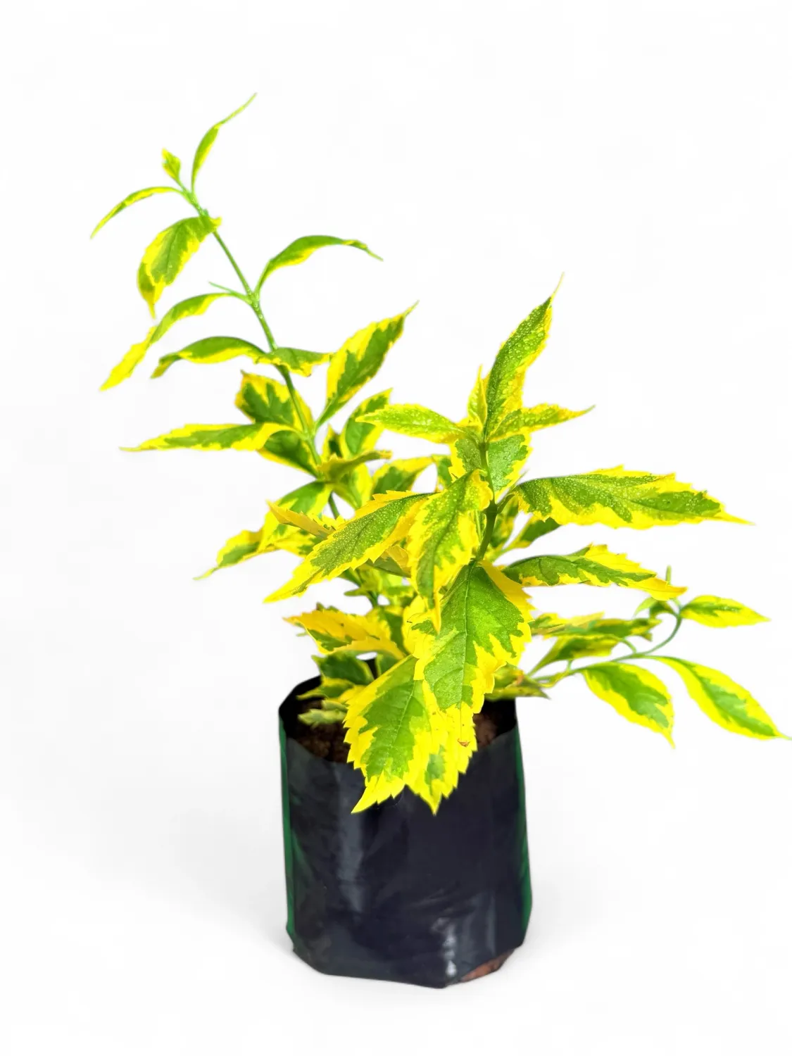 Duranta Gold Mine 2.5Liter