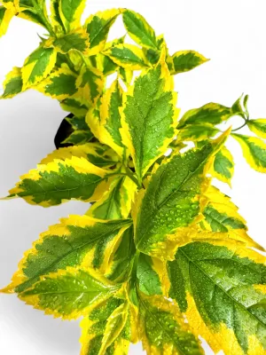 Duranta Erecta "Gold Mine" 2.5Liter
