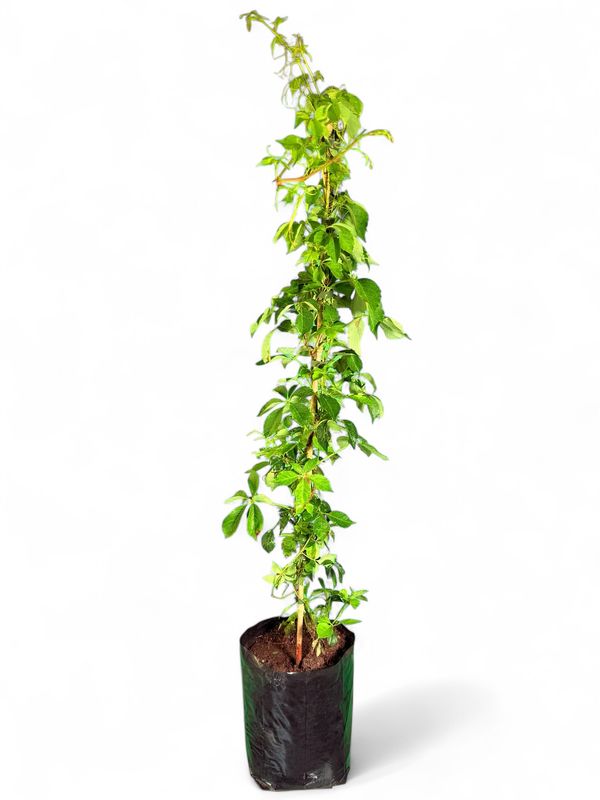 Parthenocissus Quinquifolia Virginia Creeper 10Liter